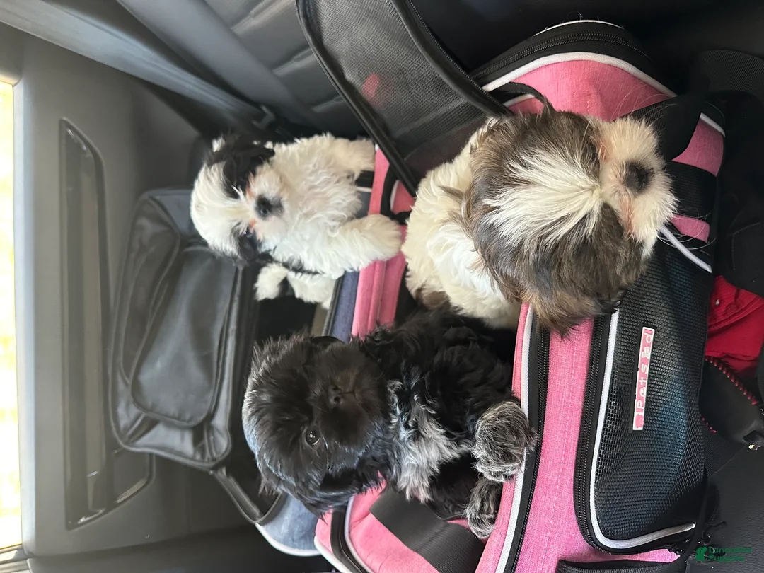 Shih Tzu dogs for sale: Polka Dot - Ad 1