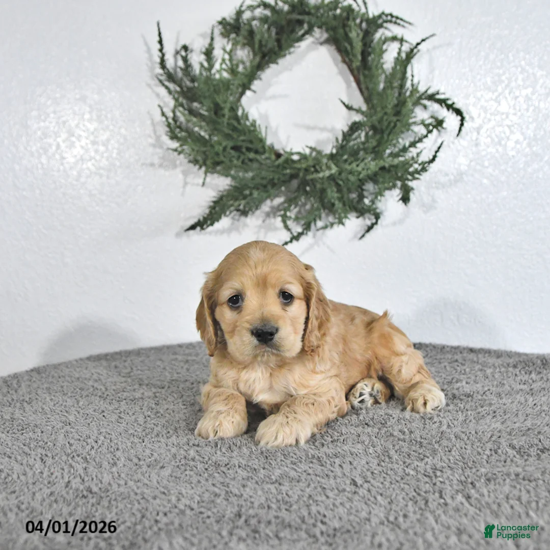 English Cocker Spaniel dogs for sale: Kobey - Ad 1