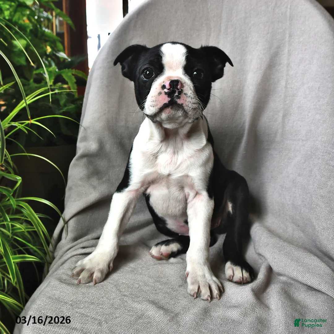 Boston Terrier dogs for sale: Princess - Ad 1