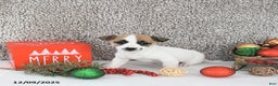 Jack Russell Terrier dogs for sale: Mikki - Ad 5