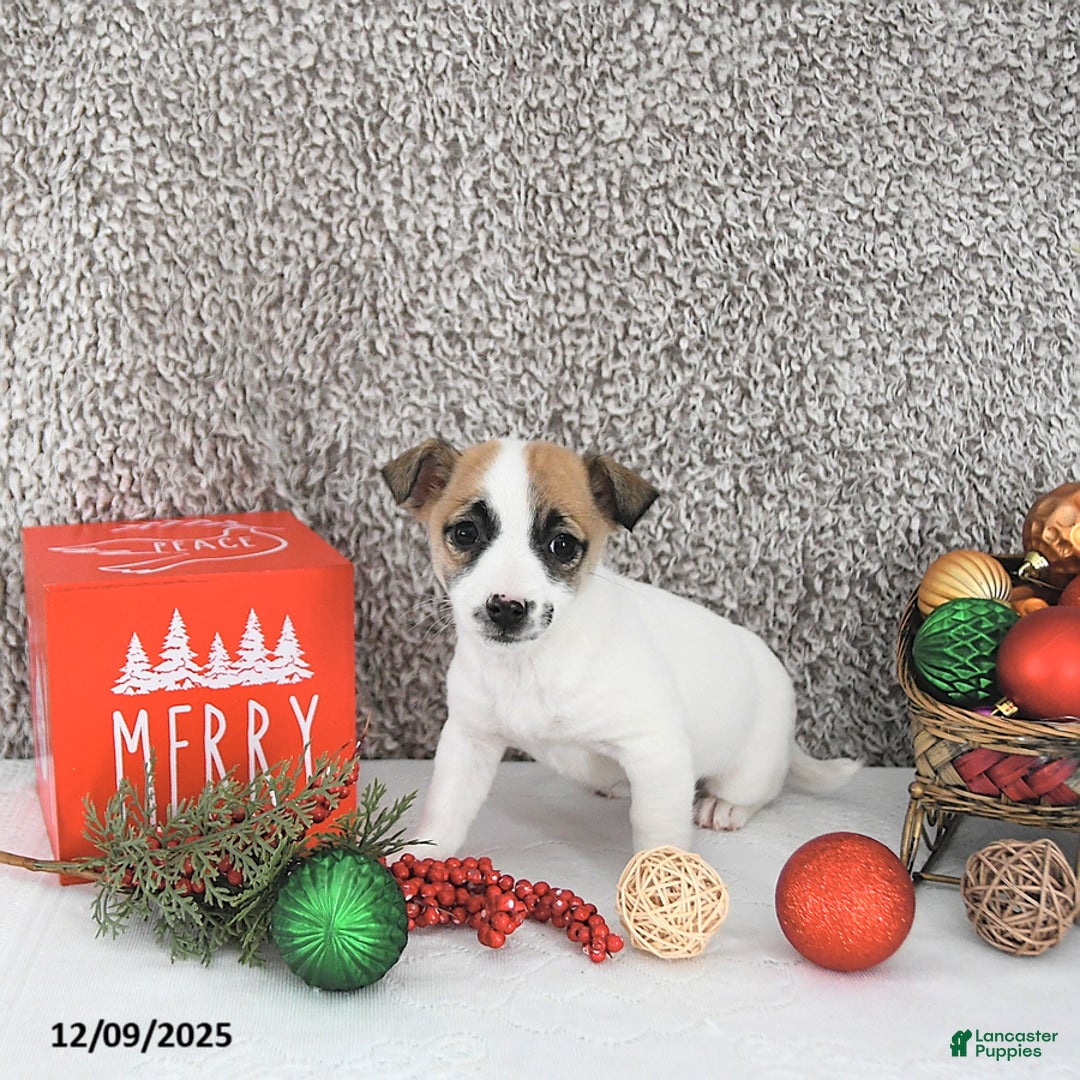 Jack Russell Terrier dogs for sale: Mikki - Ad 5