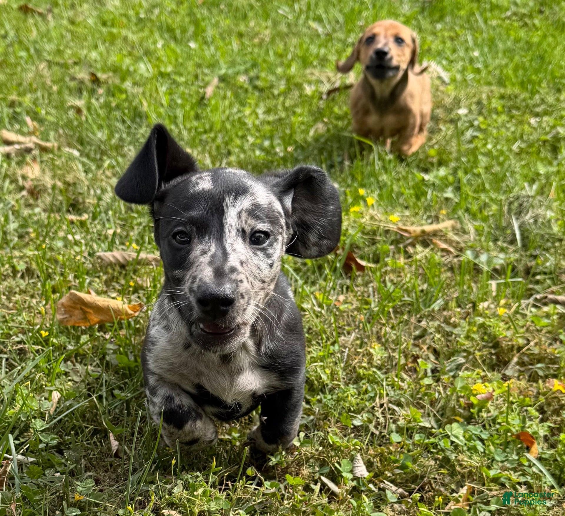 Miniature Dachshund dogs for sale: Woody - Ad 1