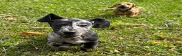 Miniature Dachshund dogs for sale: Woody - Ad 1