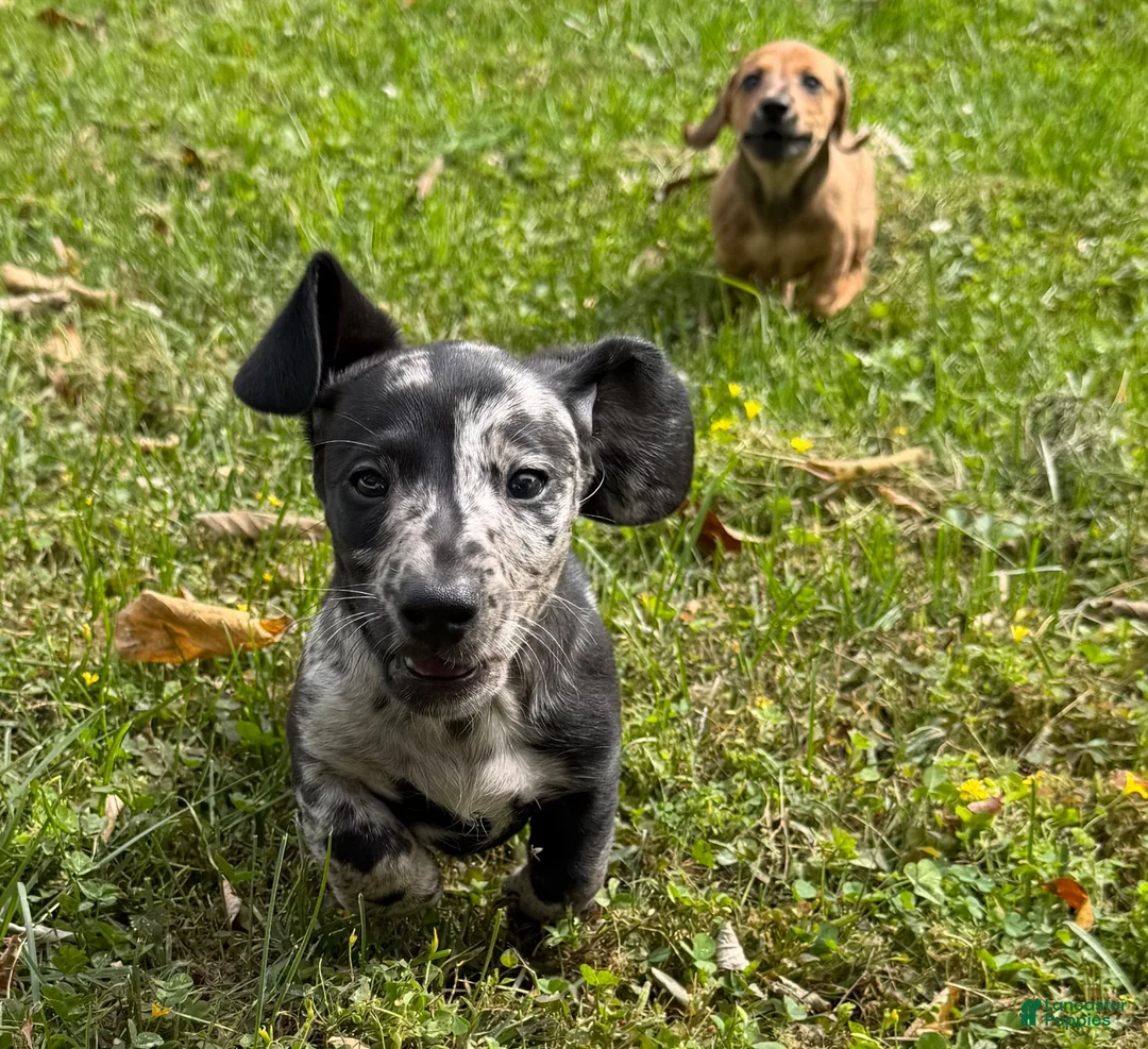 Miniature Dachshund dogs for sale: Woody - Ad 1