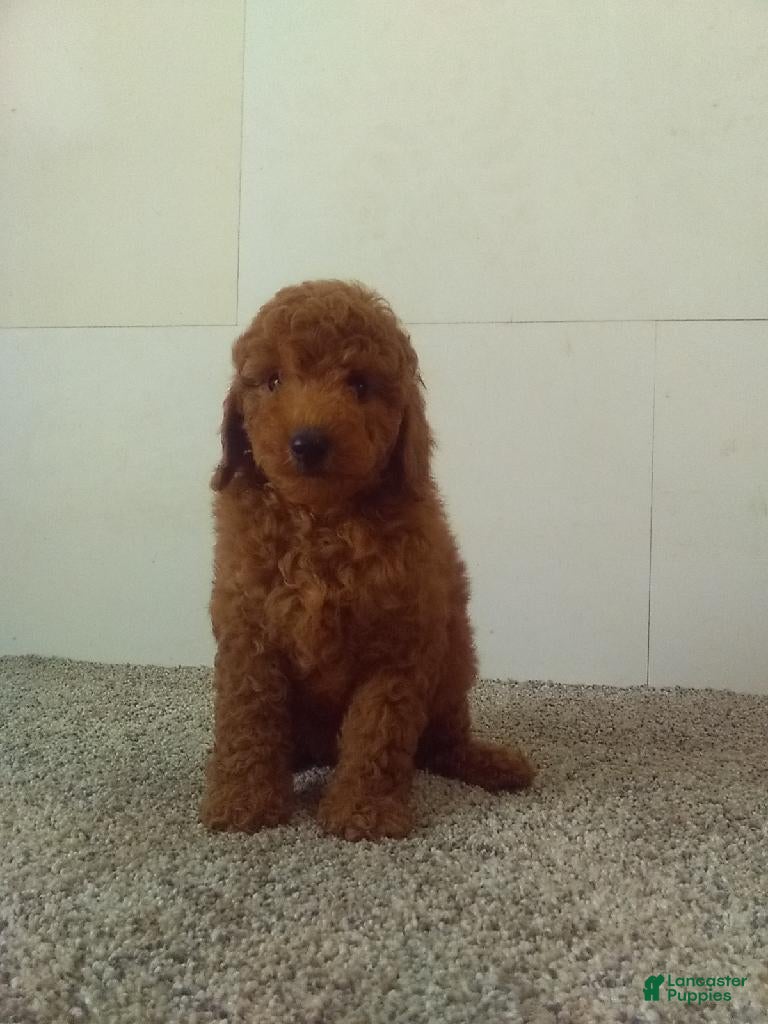 Maltipoo dogs Marvin  - Ad 23