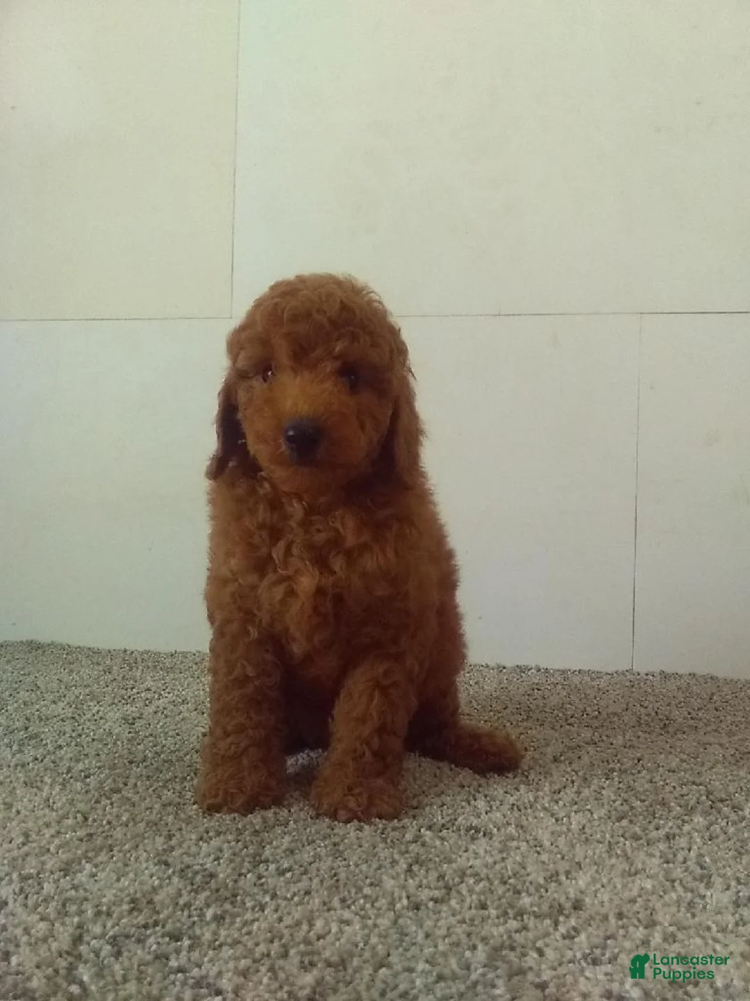 Maltipoo dogs for sale: Marvin  - Ad 1