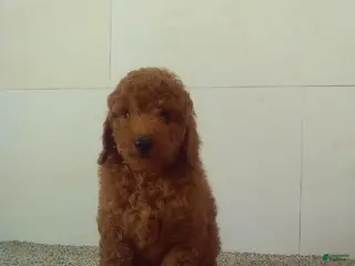 Maltipoo dogs Marvin - Ad 23