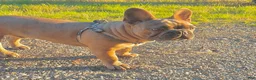 French Bulldog dogs for sale: Prince - Ad 9