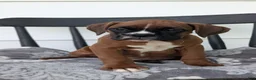 Boxer dogs for sale: Kip - Ad 4