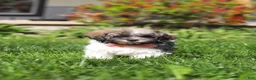 Havanese dogs for sale: Susie - Ad 7