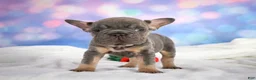 French Bulldog dogs for sale: Paris - Ad 5