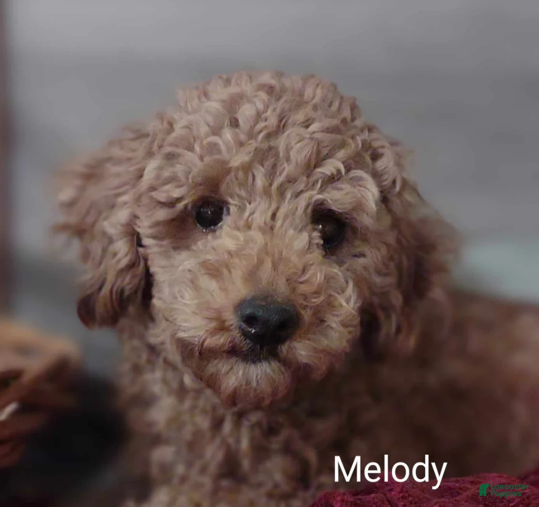 Shihpoo dogs for sale: Shihpoo Puppy 1 Magic  - Ad 9