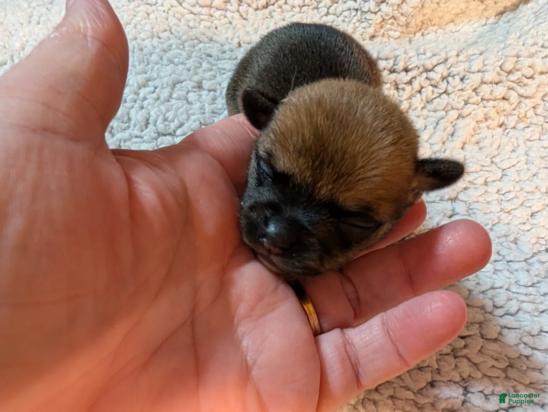 Chihuahua dogs for sale: Valerie - Ad 2