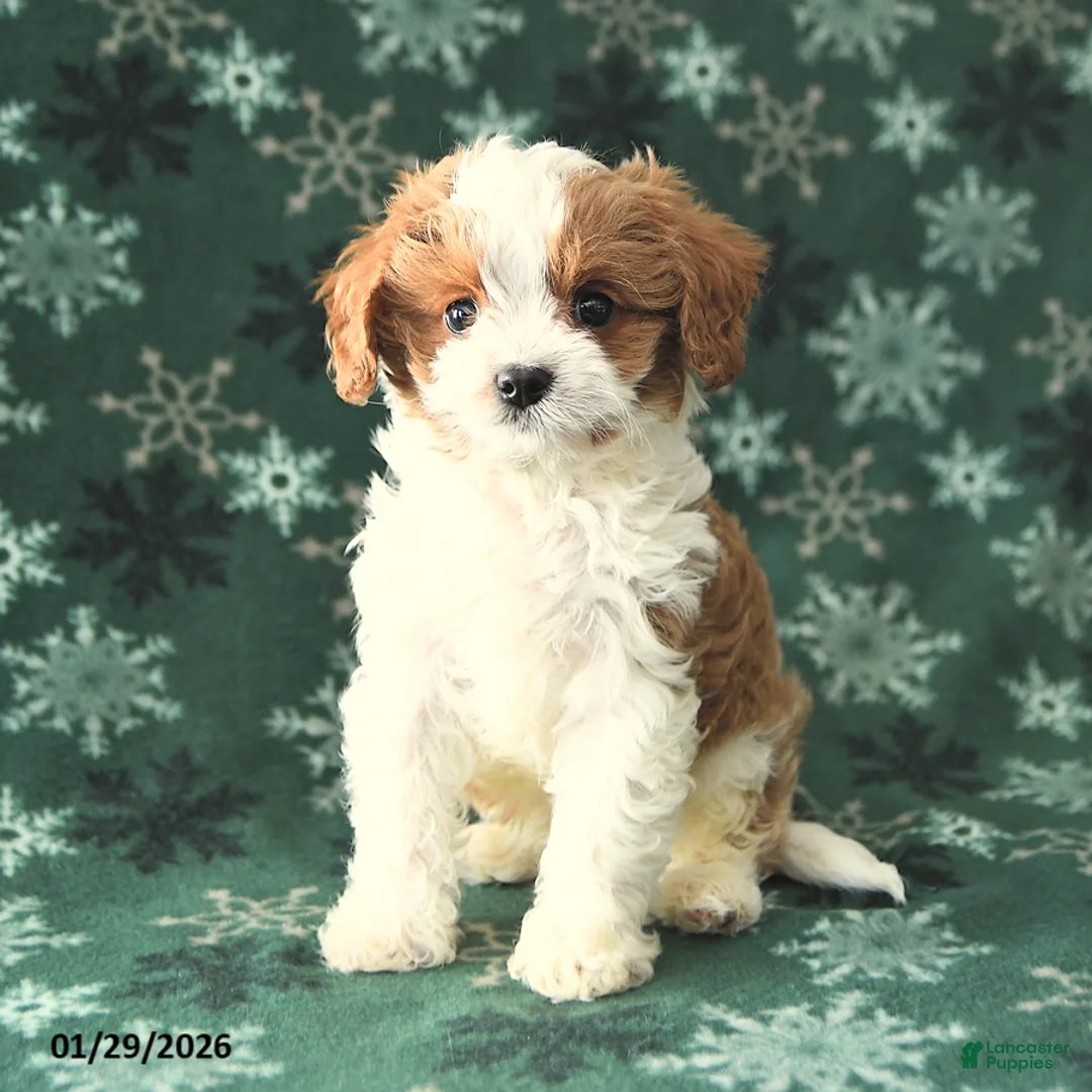 Cavapoo dogs for sale: Timmy - Ad 3