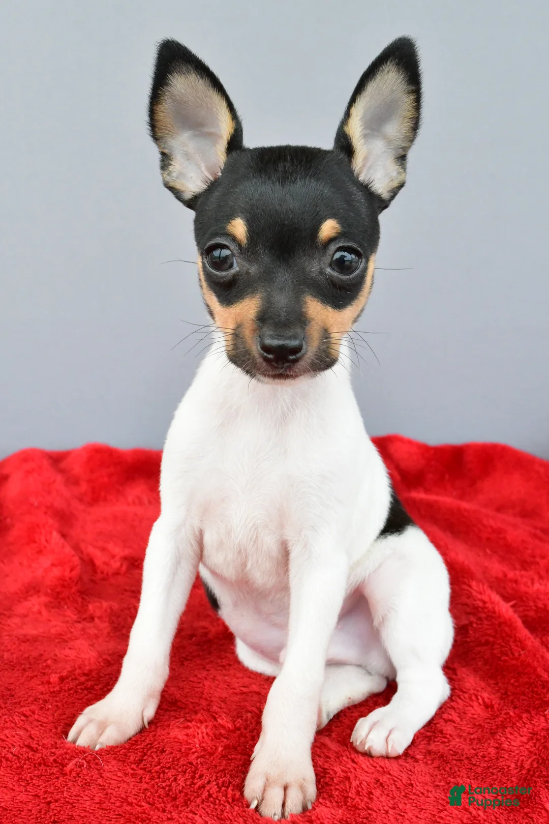 Toy Fox Terrier dogs for sale: Buster  - Ad 2