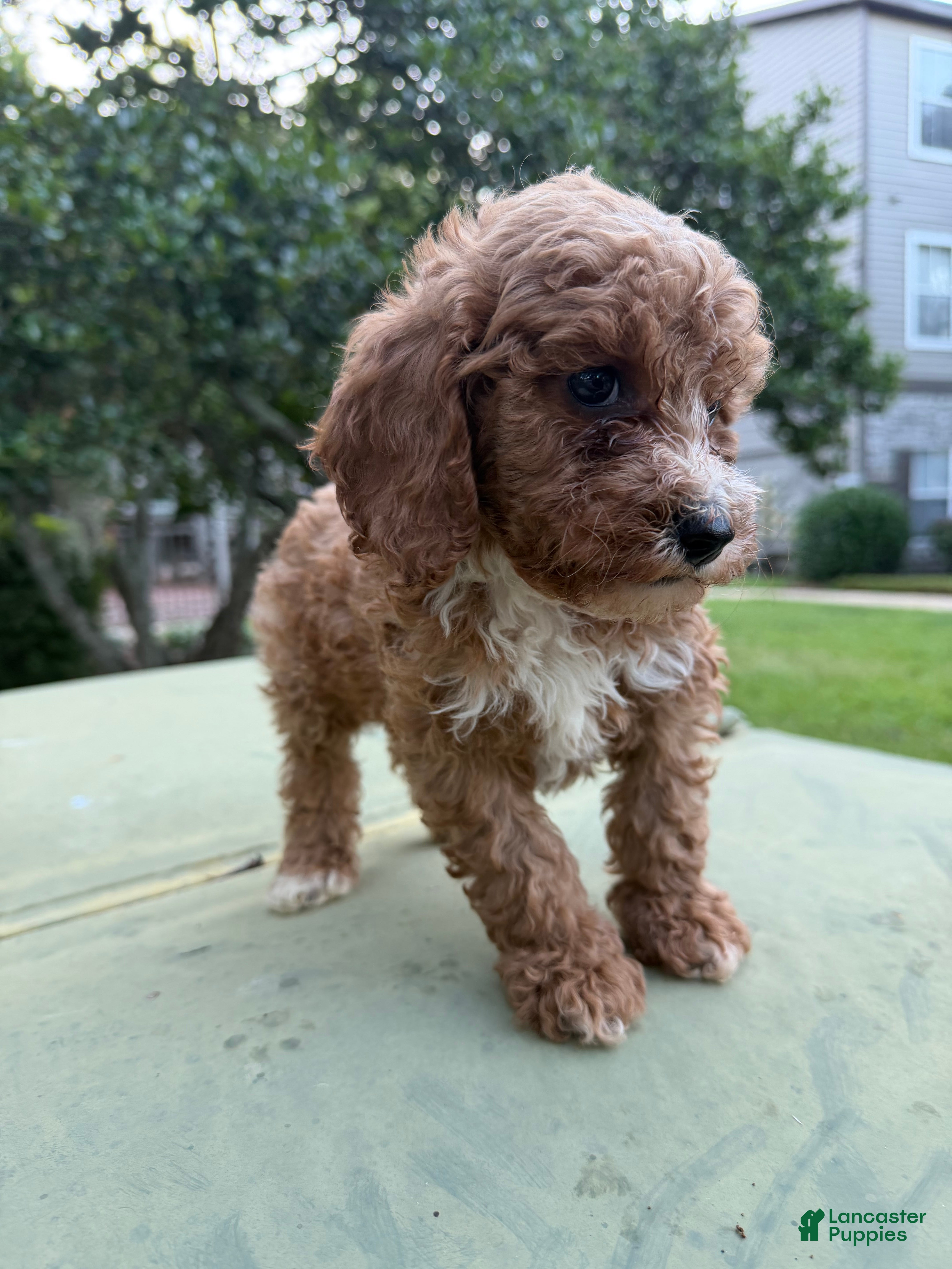 Cavapoo dogs Cavapoo Puppy 3 - Ad 24