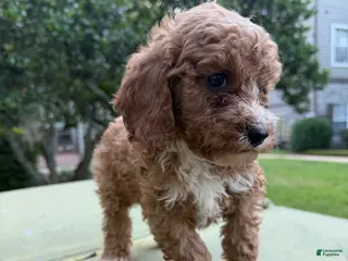 Cavapoo dogs Cavapoo Puppy 3 - Ad 24