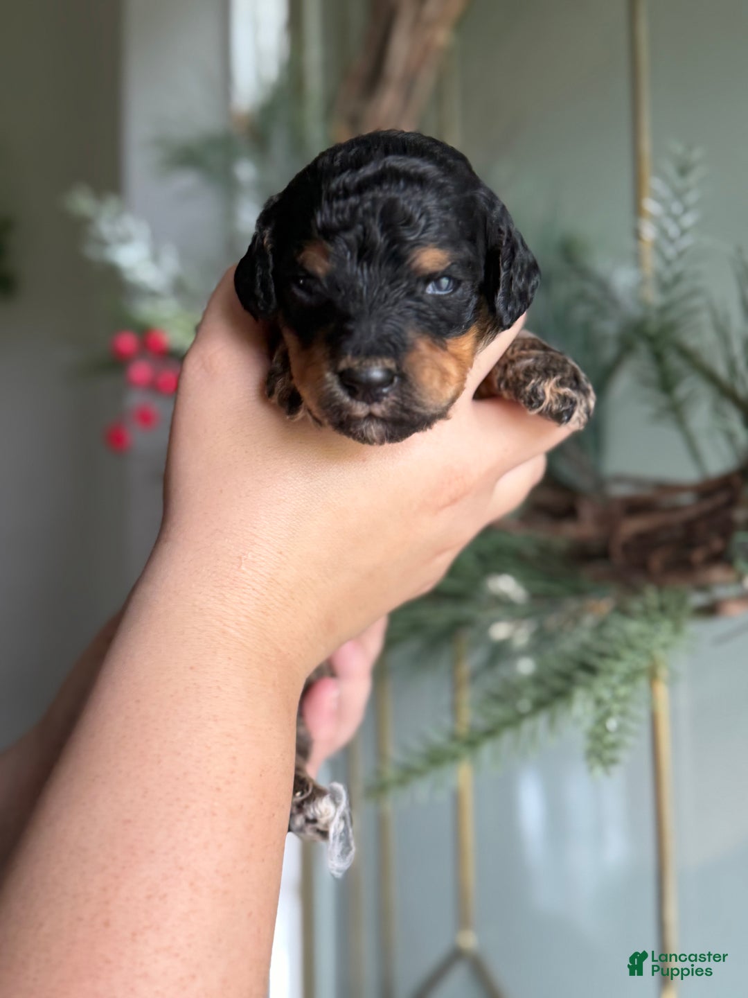 Standard Poodle dogs for sale: Standard Poodle Puppy 5 "Ms. Kim" - Ad 5