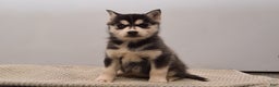 Pomsky dogs for sale: Elle - Ad 1