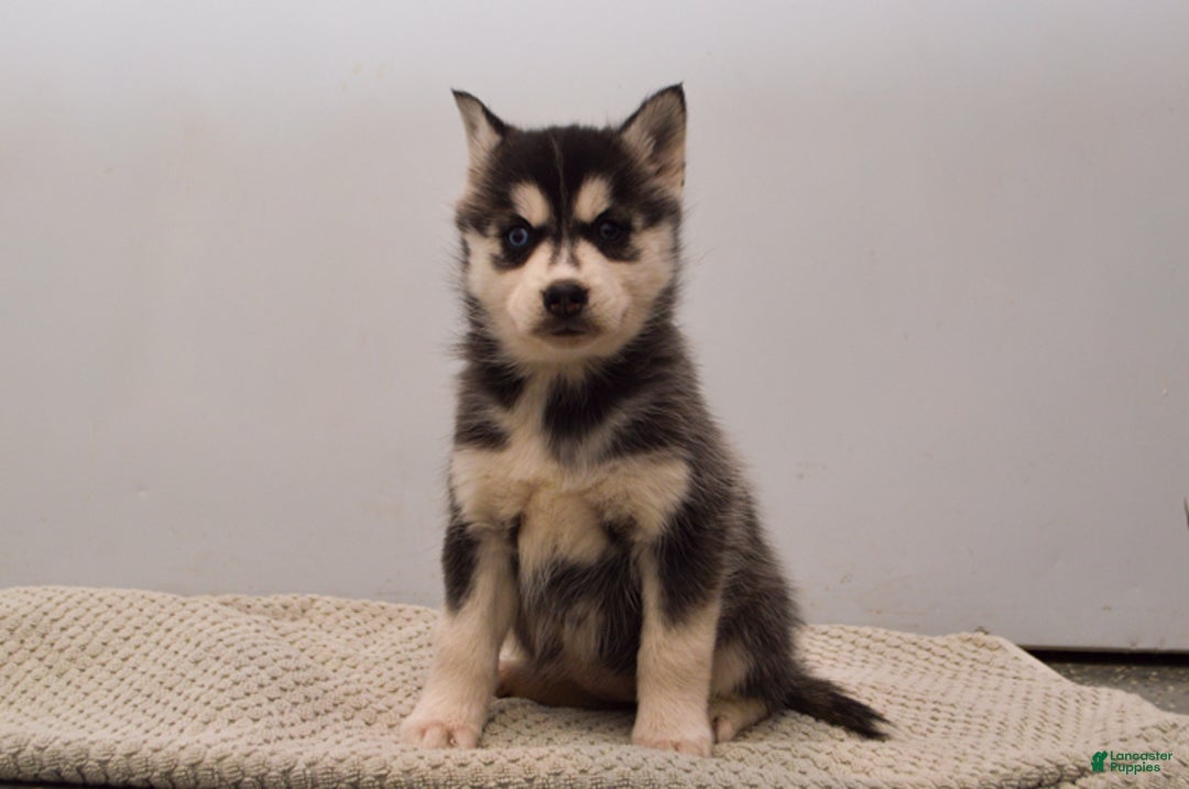 Pomsky dogs for sale: Elle - Ad 1