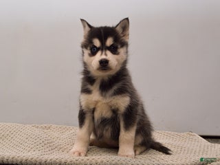 Pomsky dogs Elle - Ad 28