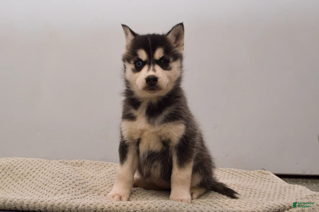 Pomsky dogs for sale: Elle - Ad 4