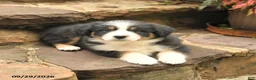 Australian Shepherd dogs for sale: Mars  - Ad 3