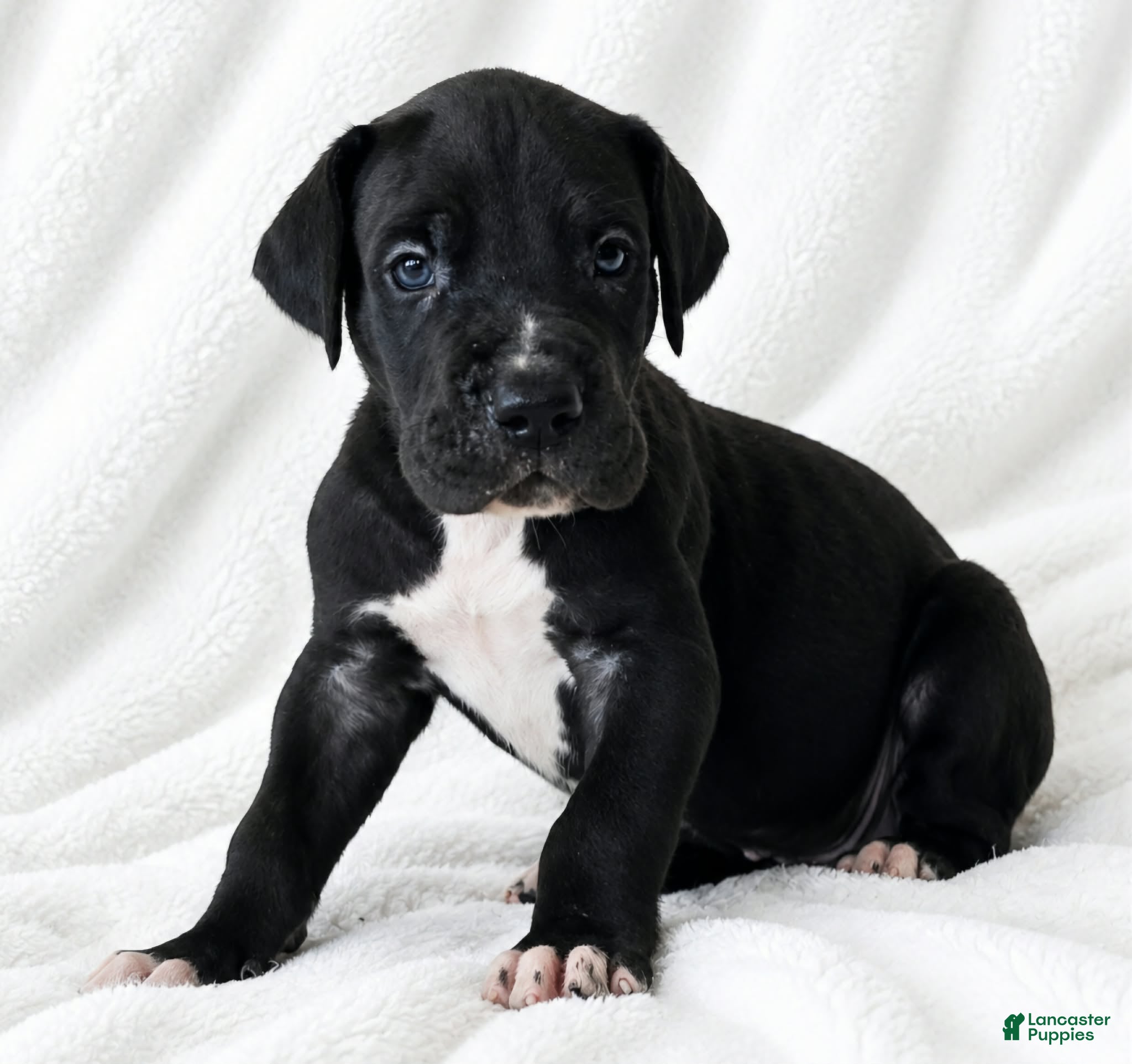 Great Dane dogs for sale: Cass  - Ad 2