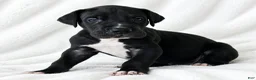 Great Dane dogs for sale: Cass  - Ad 1