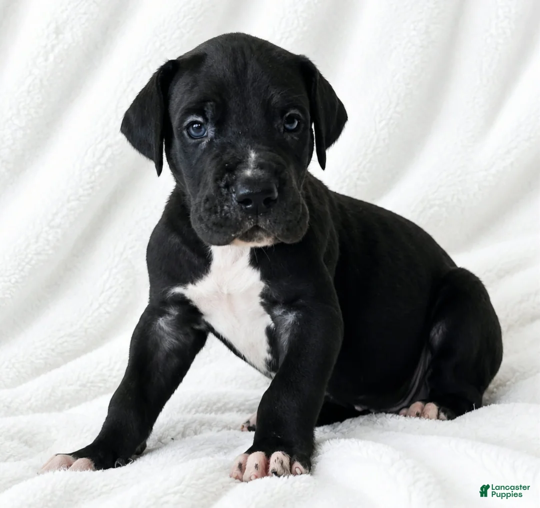 Great Dane dogs for sale: Cass  - Ad 1