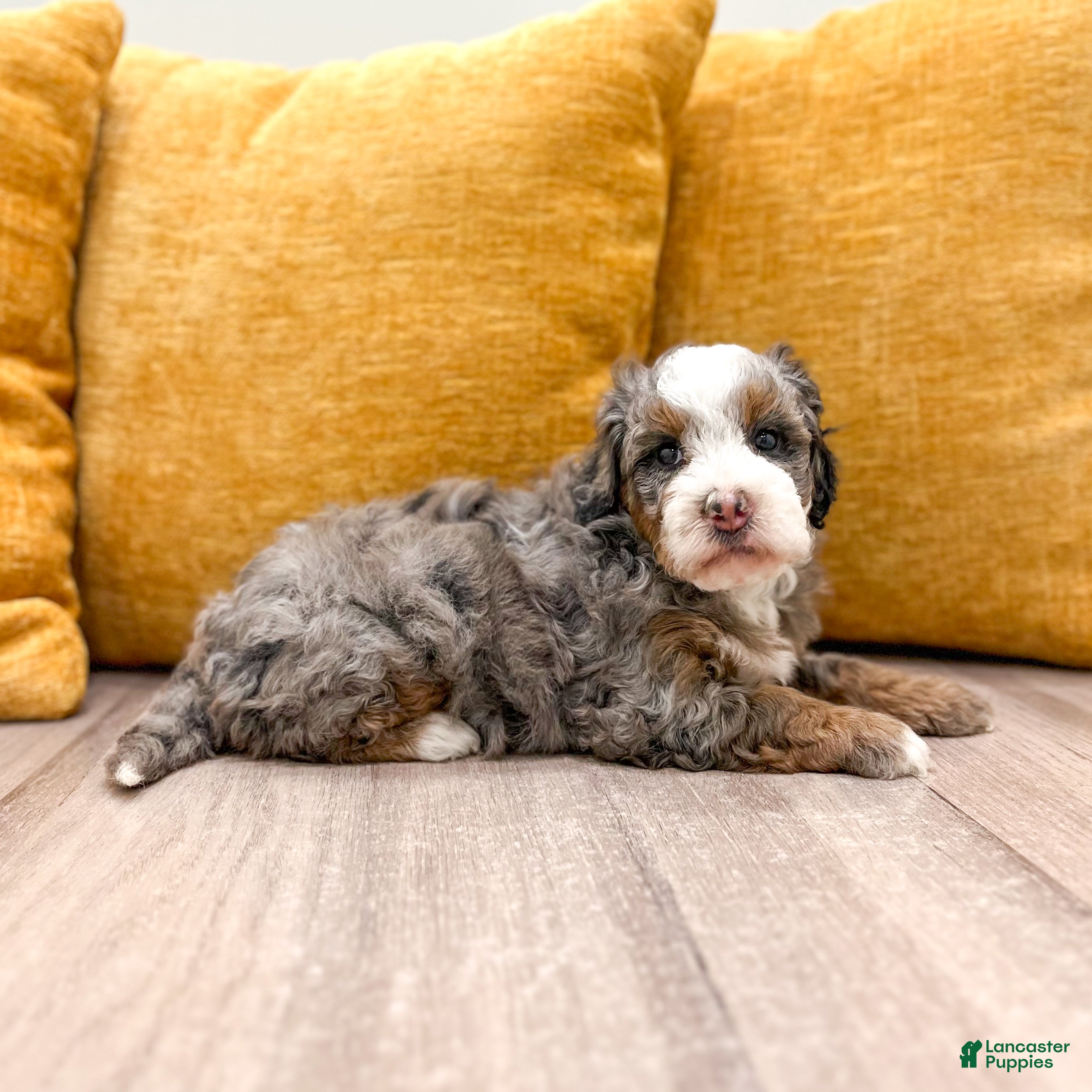 Mini Bernedoodle dogs Annie - Micro Mini - Ad 2