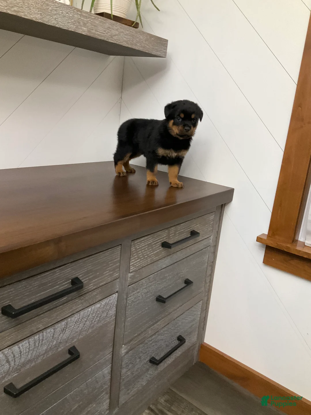 Rottweiler dogs for sale: Rottweiler Puppy 1 - Ad 1