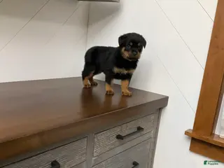 Rottweiler dogs Rottweiler Puppy 1 - Ad 3