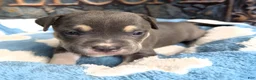American Bully dogs for sale: "MICHAEL JACKSON" / BLUE TRI COLOR - Ad 3