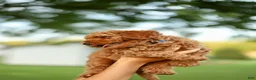 Mini Goldendoodle dogs for sale: Chester - Ad 5