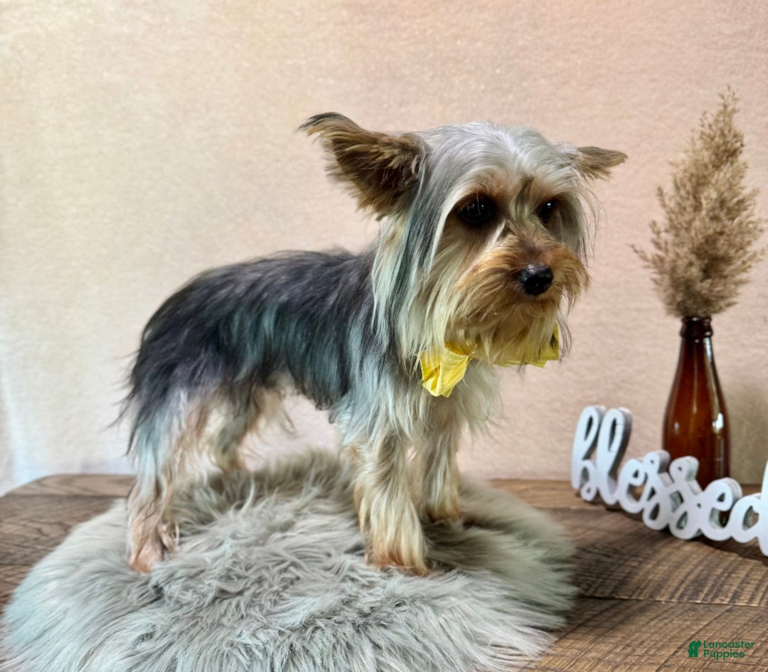 Yorkshire Terrier dogs for sale: Zion - Ad 1