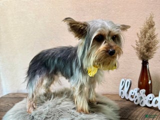 Yorkshire Terrier dogs Zion - Ad 2