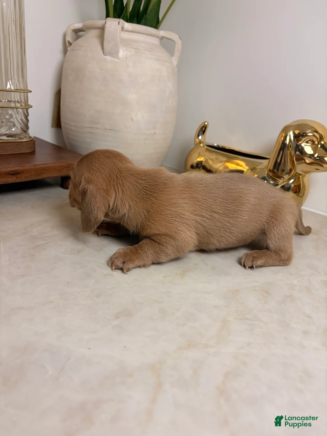 Miniature Dachshund dogs for sale: Zoey - Ad 2