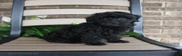 Havapoo dogs for sale: Aria - Ad 4