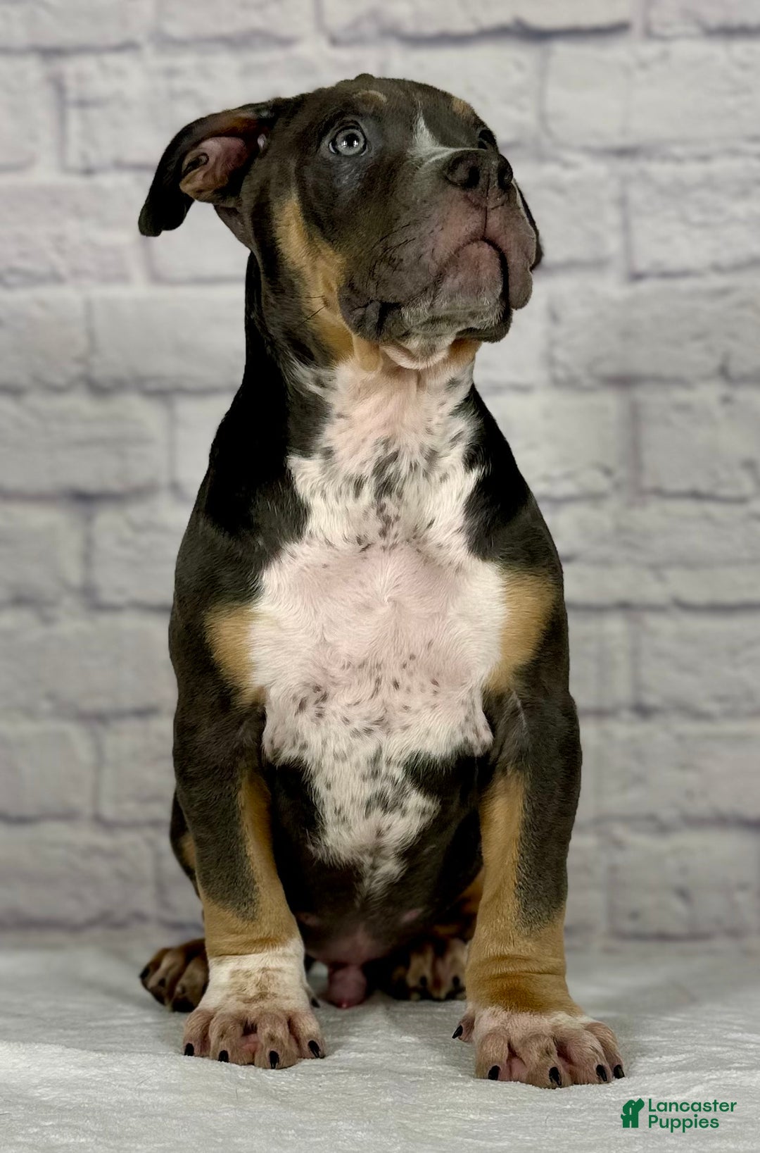 American Bully dogs for sale: Jake - Ad 4