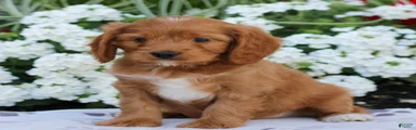 Duke 