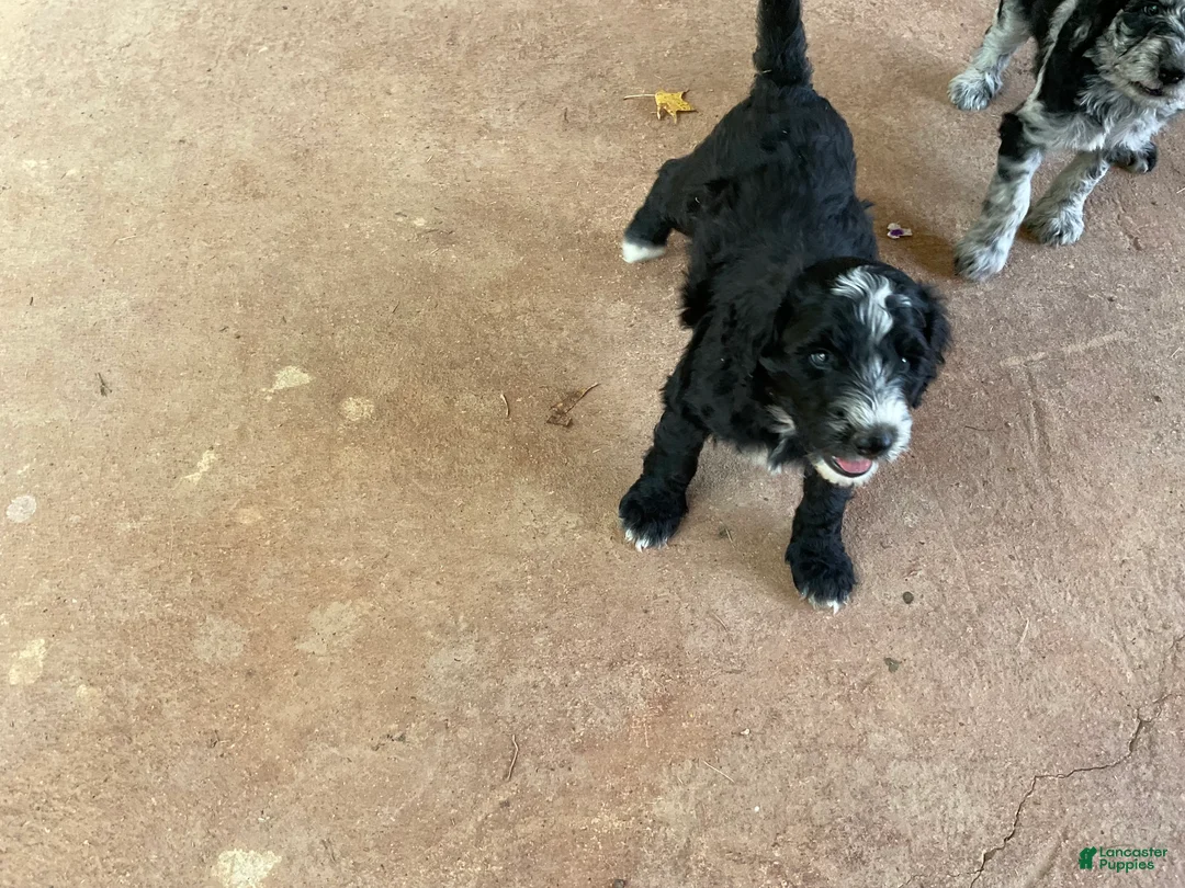 Aussiedoodle dogs for sale: BLaze - Ad 2