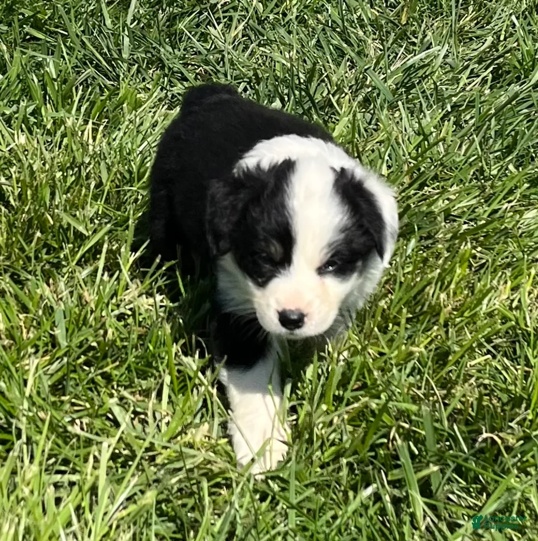 Australian Shepherd dogs for sale: Australian Shepherd Puppy 1 - Ad 1