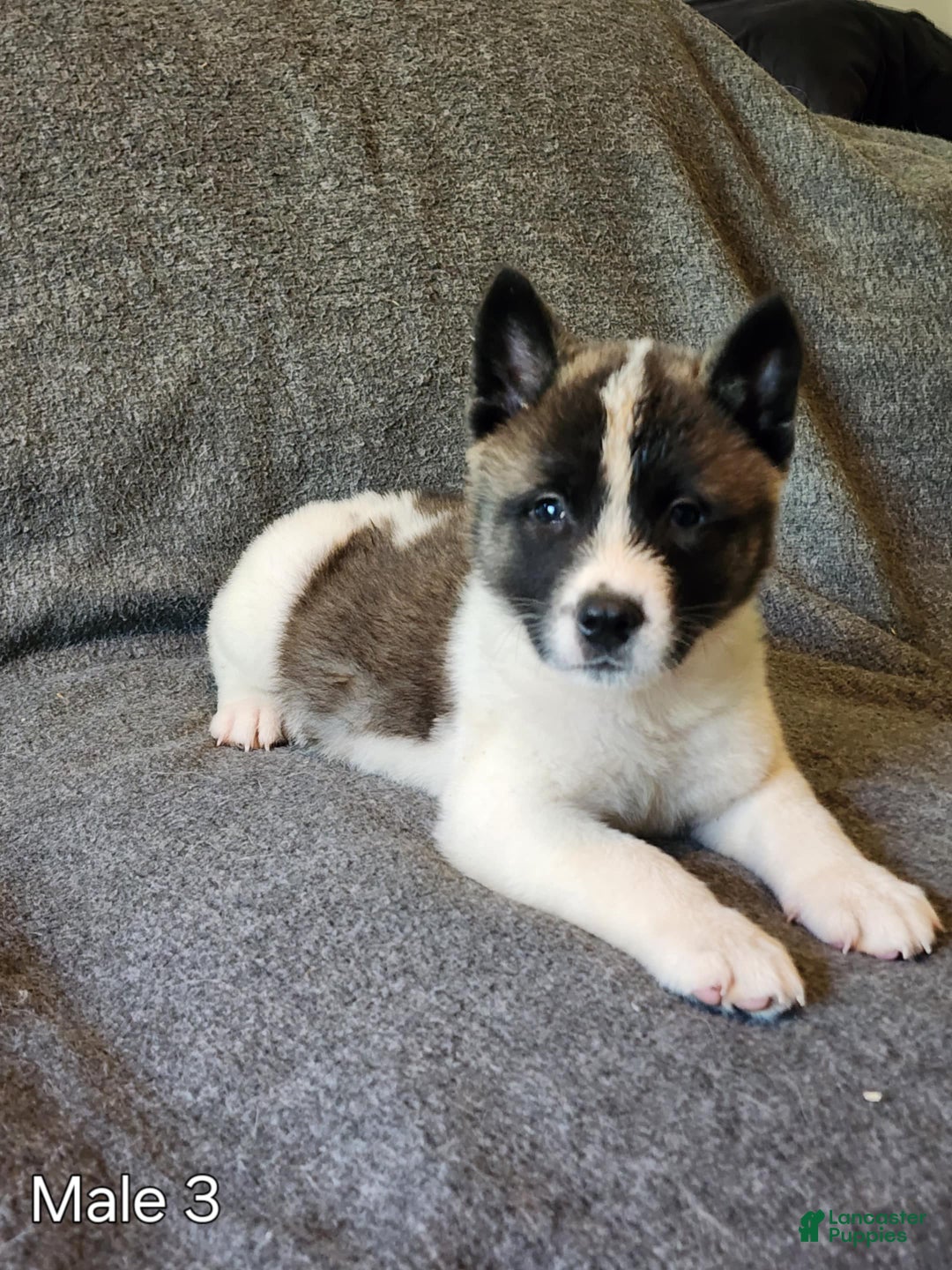 Akita dogs for sale: Akita Puppy Girl 5 - Ad 18