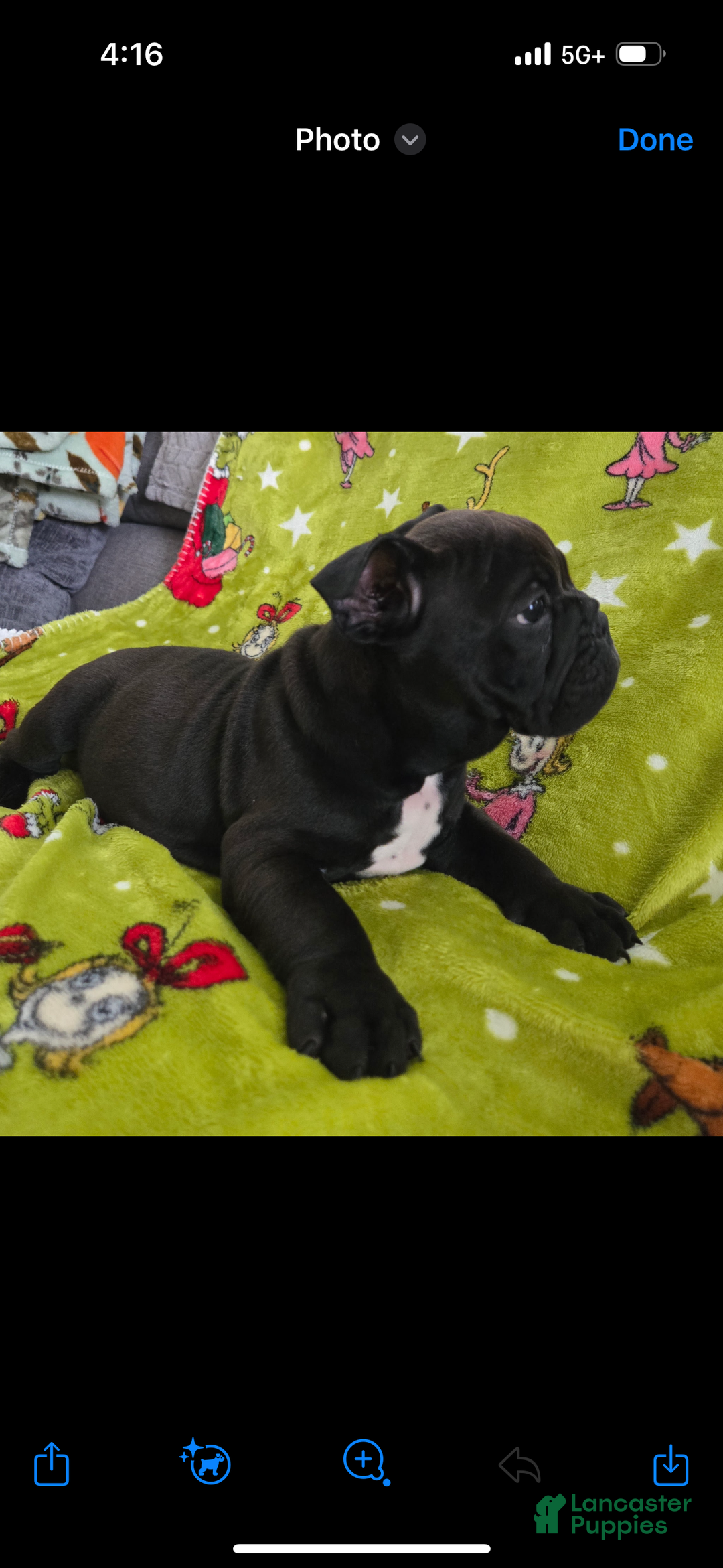 English Bulldog dogs for sale: Lucy - Ad 12