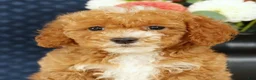 Bichpoo dogs for sale: Ethan - Ad 9