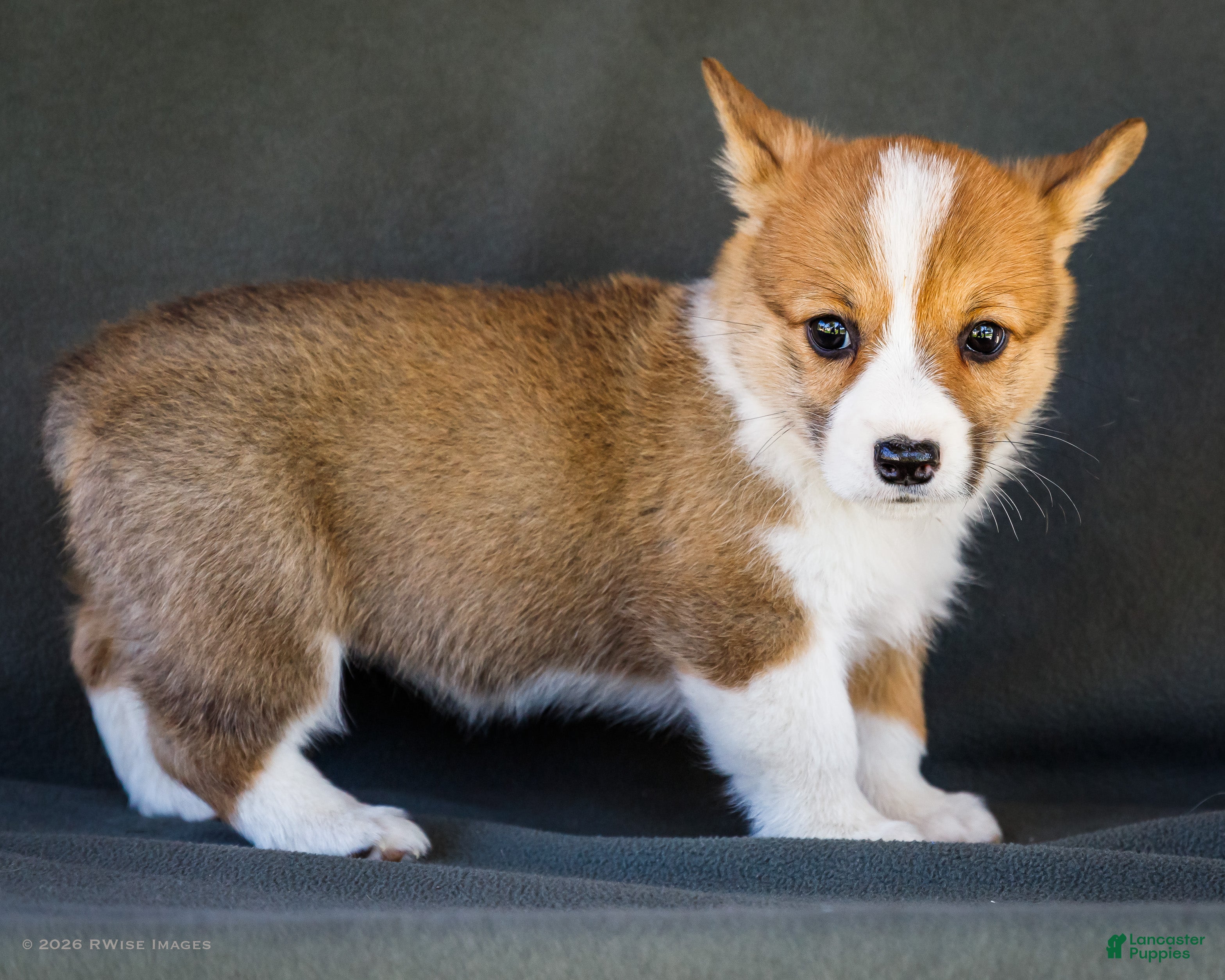 Bitsie (Pembroke Corgi, Female) in New Paris, IN