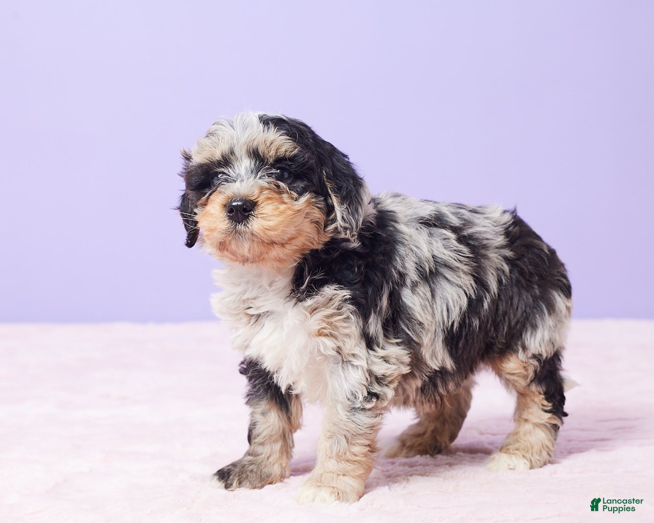 Mini Bernedoodle dogs Milo - Ad 2