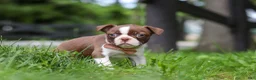 Boston Terrier dogs for sale: Sunny - Ad 5