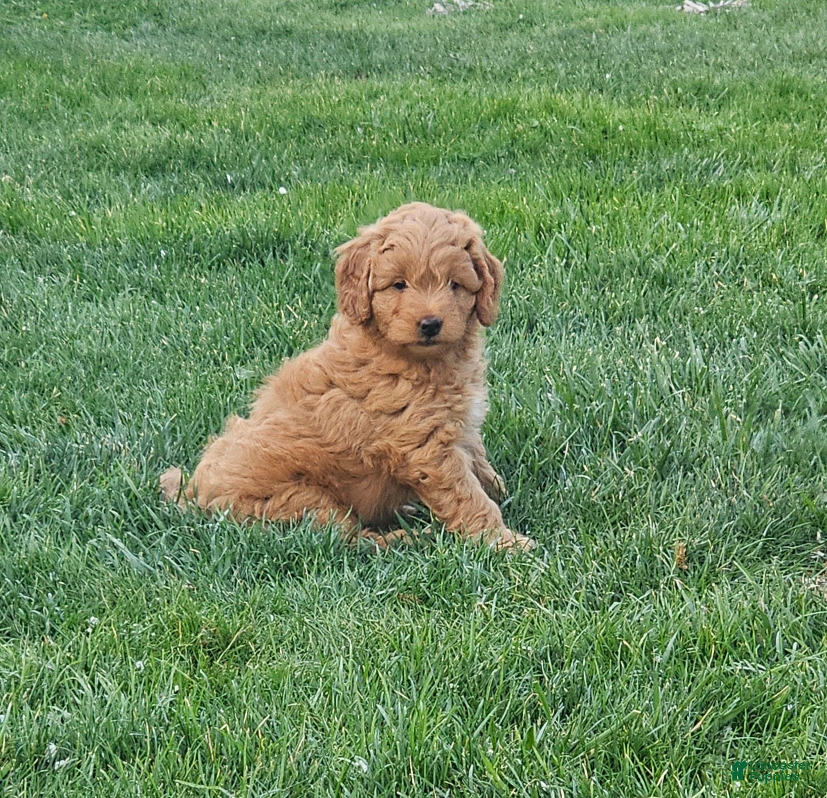 Mini Goldendoodle dogs Mini Goldendoodle Puppy 2 - Ad 1